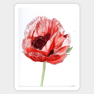 Single Red Poppy original watercolour flower painting Sticker